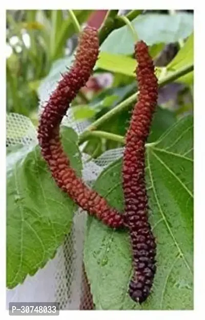 The Entacloo ShahtootMulberry Plant JHVBNV113-thumb0