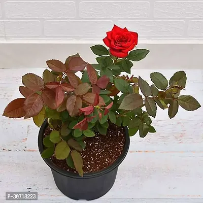 The Entacloo Rose Plant RED ROSE-thumb0