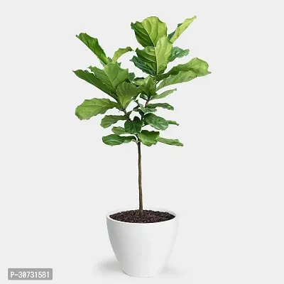 The Entacloo Fiddle Leaf Fig Plant Fig Tree, Anjeer Fruit, Common Fig Fruit --thumb0