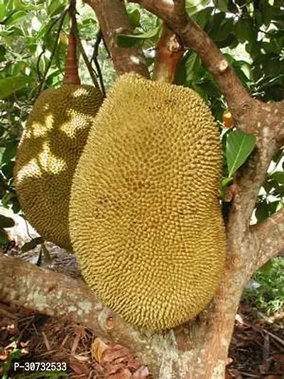 The Entacloo Jack Fruit Plant Kun Wi Chan Jackfruit-thumb0