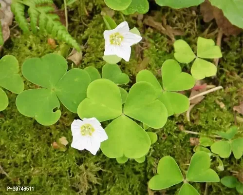 The Entacloo Oxalis OXALIS PLANT-thumb0