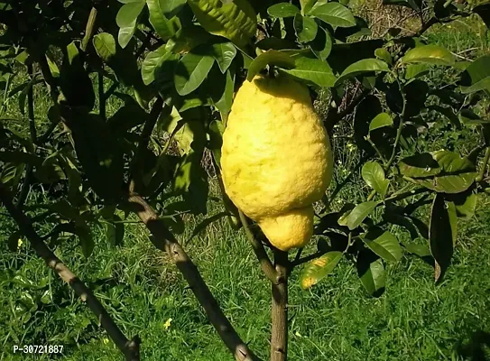 The Entacloo Lemon Plant Lemon Plant ( Double Lemon Plant )-thumb0