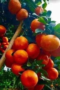 The Entacloo Lemon Plant Darjeeling Orange Variety Grafted Fruit Live PlantsTree(11.5 Ft Size)-thumb1