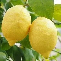 The Entacloo Lemon Plant Heaven Of SaplingsLemon Plant(Pack Of 1)QQ-043-thumb1