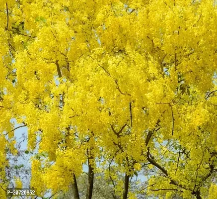 The Entacloo Heart Leaf Oxycardium Plant Golden Shower Plant (B0001)-thumb0