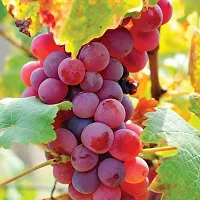 The Entacloo Grape Plant GRAPES PLANT SS0OO-thumb1