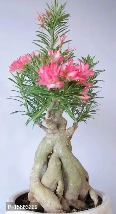 The Entacloo Adenium Plant (LV-316)-thumb0