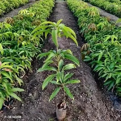 The Entacloo Mango Plant Vanraj Mango01-thumb2