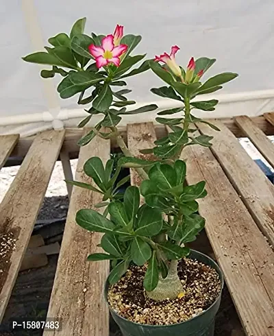 The Entacloo Adenium Plant (LV-418)-thumb0