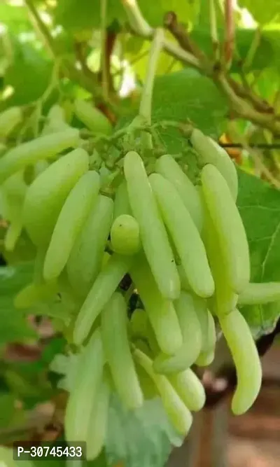 The Entacloo Grape Plant THAI GRAPES PLANT-thumb0