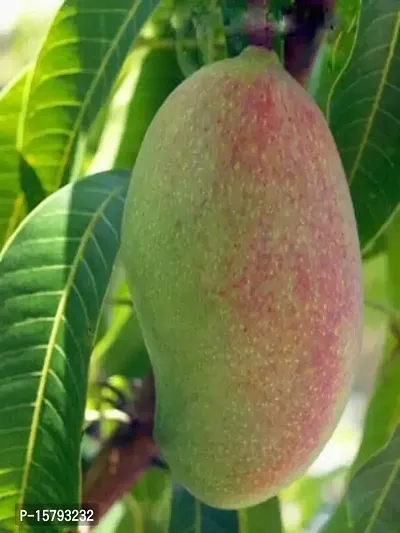 Entacloo_Mango PlantGulab Khass Live Grafted Mango Plant CF 9Gulab Khass Live Grafted Mango Plant CF 9