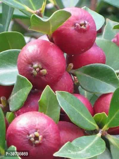 The Entacloo Guava Plant Red guava plant-5-thumb0