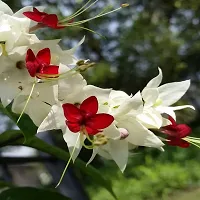 The Entacloo Cleromandrus Plant Bleeding Heart Rare Plant With Pot-thumb2