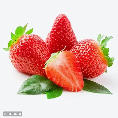 The Entacloo Strawberry Plant Strawberry Plant DE01E