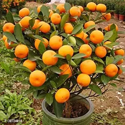 The Entacloo Orange Plant fruit_854470grsg76f56-thumb0