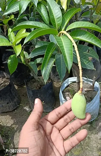 The Entacloo Mango Plant All Time Mango Dwarfs Plant-thumb0