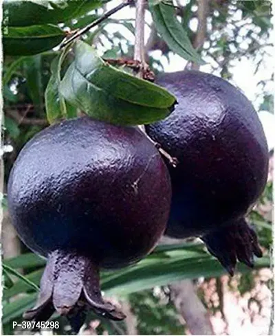 The Entacloo Pomegranate Plant Hybrid Anar plant 2-thumb0