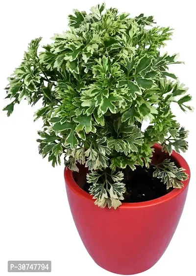 The Entacloo Aralia Plant aralia plant 967-thumb0