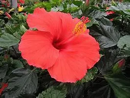 The Entacloo Hibiscus Plant Hibiscus planjaba plant 01-thumb2