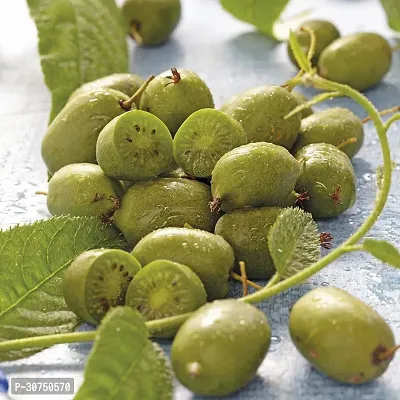 The Entacloo Kiwi Plant Kiwi fruit plant Ki37-thumb0