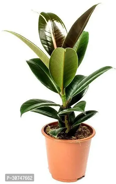 The Entacloo Rubber Tree Live Rubber Plant for Indoor Home DecorationAir Purification v44-thumb0