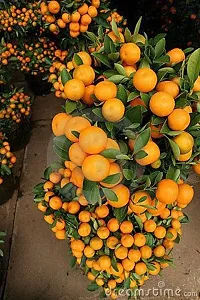 The Entacloo Orange Plant Darjeeling orange plant10-thumb1