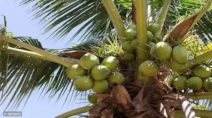 The Entacloo Coconut Plant Hybrid DXT Dwarf Coconut Plant A13-thumb0