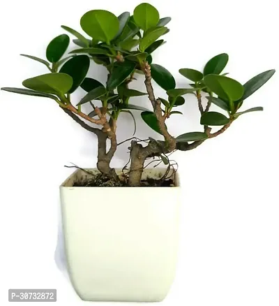 The Entacloo Ficus Plant Ficus bosai plant for home and garden decoration with pot-thumb3