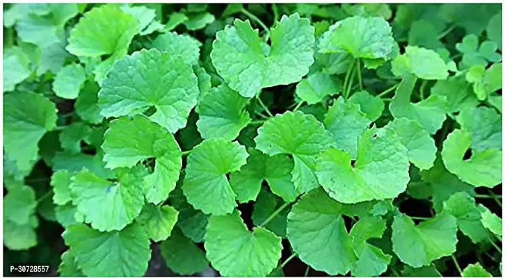 The Entacloo ZZ Plant Saraswati Gardens Centella Asiatica, Indian Pennywort, Brahmi Sapling Plants 1 Healthy Live Plant With Plastic Bag-thumb0