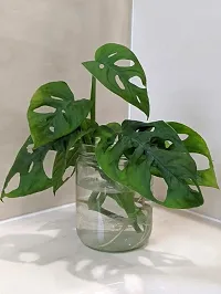 The Entacloo Philodendron Plant Felodendron Broken Hurt-thumb1