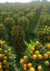 The Entacloo Orange Plant Nagpur Mandarin Orange All Time Variety Grafted Fruit Live PlantsTree(11.5 Ft Size)-thumb2