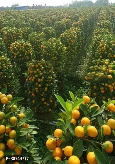 The Entacloo Orange Plant Nagpur Mandarin Orange All Time Variety Grafted Fruit Live PlantsTree(11.5 Ft Size)-thumb3