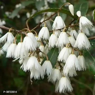 The Entacloo Rudraksh Live Plant Rudraksha-thumb2