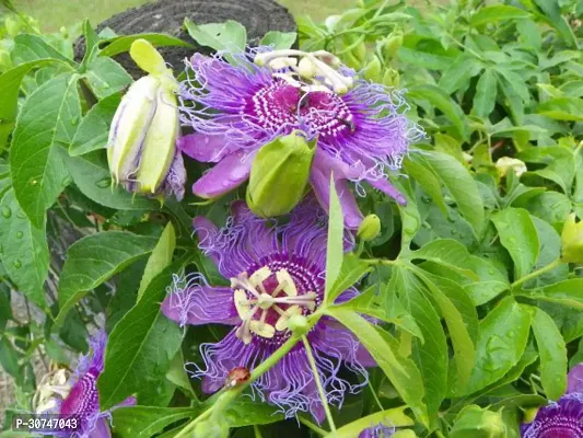 The Entacloo Passion Plant Passion Flower Plant A24-thumb0