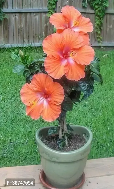 The Entacloo Hibiscus Plant Hibiscus plant H5-thumb0