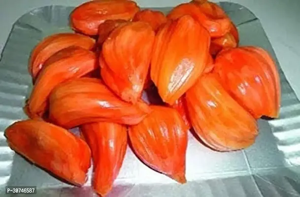 The Entacloo Jack Fruit Plant Thai Pink Jack Fruit(All Time)-thumb3