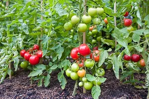 The Entacloo Tomato Plant Tomato plant 11-thumb1