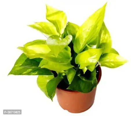 The Entacloo Money Plant PLT-475-thumb0