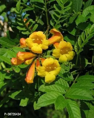 The Entacloo Tecoma Plant Tecoma Yellow Live Plant 1 Healthy Live Plant With Plastic Bag-thumb0