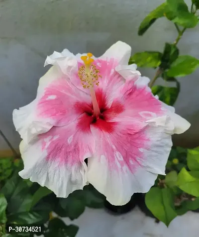 The Entacloo Hibiscus Plant Hibiscus Hybrid Live Flower Plant Disha-90038-thumb0