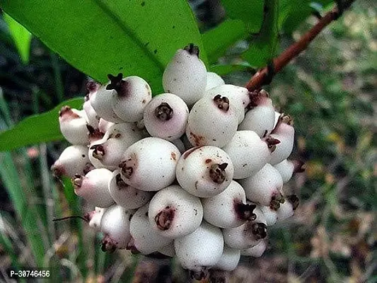 The Entacloo Cats Claw Plant Rare Hybrid Fruit Live PlantRare Delicious Fruit Syzygium zeylanicum Poocha PazhamCat Eye fruitFruit Plant ( 1 Healthy Live Plant)-thumb3