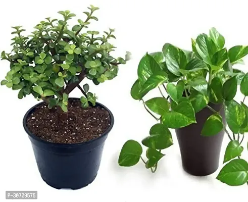 The Entacloo Money Plant combo of 2 money plant and jade plant-thumb0