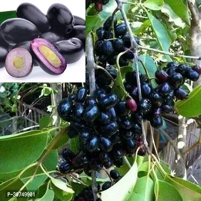 The Entacloo Jamun Plant Hybrid Thai Variety Black Jamun Fruit Plant Size 1 1.5 Feet Sweet Kalo Jam plant