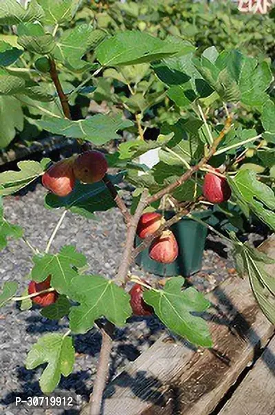 The Entacloo GularCluster Fig Plant Turkish Fig Live Plant Produced by Air Layered Method CF693-thumb0