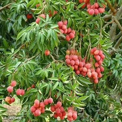 The Entacloo Litchi Plant Gardens Lychee Lychy Litchi Leechee Fruit Tree Plants-thumb0