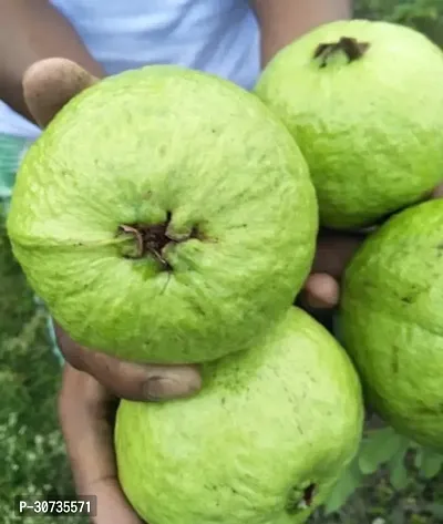 The Entacloo Guava Plant GuavaAmrud Sardar L49 Fruit Plant With Pot - Healthy Live Plant Outdoor Plant-thumb3