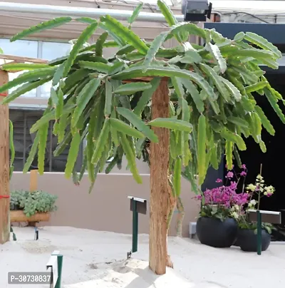 The Entacloo Dragon Tree DR-15-thumb0