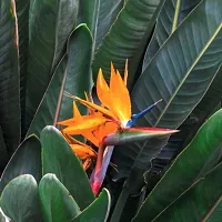 The Entacloo Bird of Paradise Plant Bird Of Paradise Beautiful-thumb1