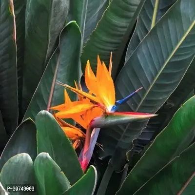 The Entacloo Bird of Paradise Plant Bird Of Paradise Beautiful-thumb2