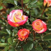 The Entacloo Rose Plant Plant Rose (Pink Yellow)Plant Plant Mini rose Perfect plant for outdoor garden and sunny balcony-thumb1